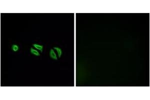 Immunofluorescence analysis of A549 cells, using OR10G6 Antibody. (OR10G6 anticorps  (AA 261-310))