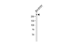 Anti-SPTAN1 Antibody (Center) at 1:2000 dilution + SH-SY5Y whole cell lysates Lysates/proteins at 20 μg per lane. (SPTAN1 anticorps  (AA 977-991))