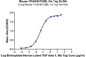 Immobilized Mouse ITGAV&ITGB6, His Tag at 1 μg/mL (100 μL/Well) on the plate. (ITGAV/ITGB6 Protein (AA 31-988) (His tag))