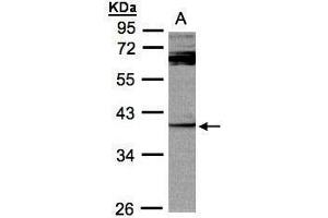 WB Image Sample (30μg whole cell lysate) A:Raji , 10% SDS PAGE antibody diluted at 1:1000 (DUSP7 anticorps  (C-Term))