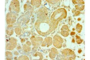 Immunohistochemistry of paraffin-embedded human pancreatic tissue using ABIN7143956 at dilution of 1:100