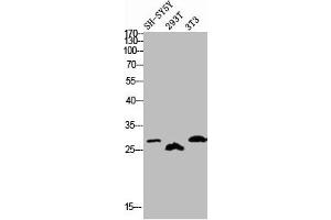 Western blot analysis of SH-SY5Y 293T 3T3 lysis using Phospho-DREAM (S63) antibody.