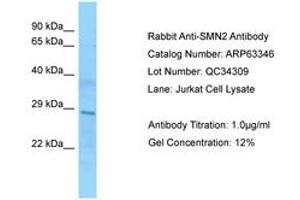 Image no. 1 for anti-SMN1 / SMN2 (AA 51-100) antibody (ABIN6749971) (SMN1 / SMN2 (AA 51-100) anticorps)