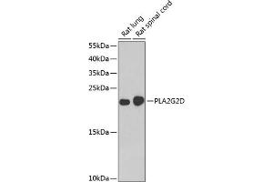 Western blot analysis of extracts of various cell lines, using PLG2D antibody (ABIN6132162, ABIN6145727, ABIN6145729 and ABIN6222983) at 1:1000 dilution. (PLA2G2D anticorps  (AA 21-145))