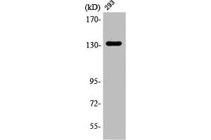 Western Blot analysis of 293 cells using RACK7 Polyclonal Antibody (ZMYND8 anticorps  (Internal Region))