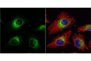 ICC/IF Image ERp57 antibody [C3], C-term detects ERp57 protein at cytoplasm by immunofluorescent analysis.