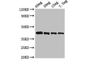 Western Blot Positive WB detected in Recombinant protein All lanes: Arginine esterase antibody at 3 μg/mL Secondary Goat polyclonal to rabbit IgG at 1/50000 dilution predicted band size: 42 kDa observed band size: 42 kDa (Kallikrein 2 anticorps  (AA 25-260))