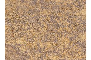 SPIB Mouse Monoclonal Antibody at 1/100 staining mouse spleen tissue by IHC-P. (SPIB anticorps)