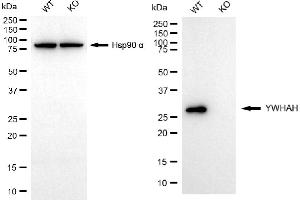 Western blotting analysis using YWHAH antibody (ABIN7797410). (14-3-3 eta anticorps)