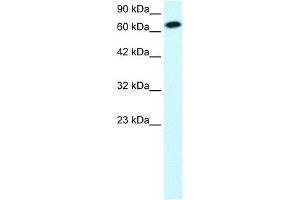 WB Suggested Anti-STAT4 Antibody Titration: 1.