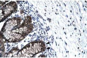Immunohistochemical staining (Formalin-fixed paraffin-embedded sections) of human stomach with FOXJ2 polyclonal antibody  at 4-8 ug/mL working concentration.