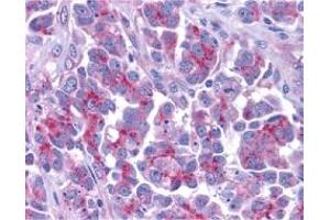 anti-Second Mitochondria-Derived Activator of Caspase (DIABLO) (AA 225-239) antibody