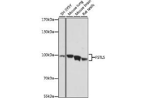 Western blot analysis of extracts of various cell lines, using FSTL5 antibody (ABIN7267229) at 1:1000 dilution. (FSTL5 anticorps  (AA 21-250))