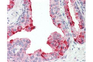 Anti-CUTA antibody IHC staining of human prostate. (CUTA anticorps  (AA 185-195))