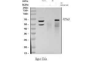 anti-Splicing Factor 3a, Subunit 3, 60kDa (SF3A3) (AA 123-472) antibody