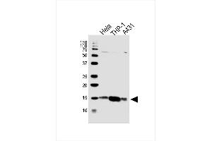 Lane 1: HeLa, Lane 2: THP-1, Lane 3: A431 cell lysate at 20 µg per lane, probed with bsm-51432M VAMP8 (1414CT354. (VAMP8 anticorps)