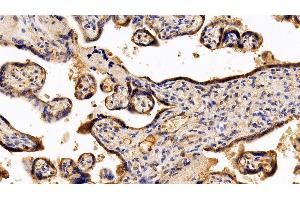 Detection of PSG1 in Human Placenta Tissue using Polyclonal Antibody to Pregnancy Specific Beta-1-Glycoprotein 1 (PSG1) (PSG1 anticorps  (AA 202-401))