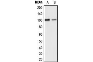 Western blot analysis of GLUR2 expression in human brain (A), mouse cortex (B) whole cell lysates. (GRIA2 anticorps  (C-Term))