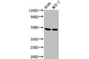 Western Blot Positive WB detected in: A549 whole cell lysate, MCF-7 whole cell lysate All lanes: LOX antibody at 3. (LOX anticorps  (AA 174-417))