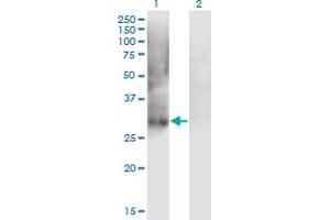 Western Blot analysis of PDX1 expression in transfected 293T cell line by IPF1 monoclonal antibody (M02), clone 4E12. (PDX1 anticorps  (AA 109-208))