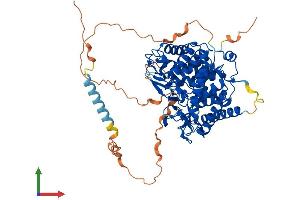 AlphaFold protein structure predicition of Human Recombinant MAN1C1 Protein, UniprotID Q9NR34
