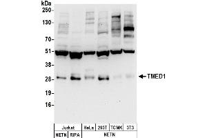 anti-Transmembrane Emp24 Protein Transport Domain Containing 1 (TMED1) (AA 50-100) antibody