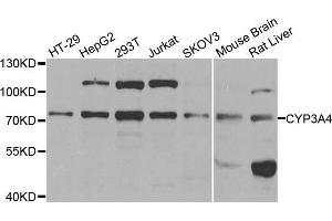 Western blot analysis of extracts of various cell lines, using CYP3A4 antibody. (CYP3A4 anticorps  (AA 244-503))