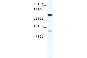 WB Suggested Anti-TCF7 Antibody Titration:  0. (TCF7 anticorps  (Middle Region))