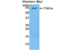 Western Blotting (WB) image for anti-Heat Shock 70kDa Protein 1-Like (HSPA1L) (AA 1-641) antibody (ABIN1078110)