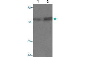 Western blot analysis of Lane 1: PC12 cells, Lane 2: PMA treated PC12 cells with PRKCQ (phospho S676) polyclonal antibody  at 1:500-1:1000 dilution. (PKC theta anticorps  (pSer676))