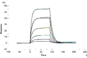 Human ALCAM, hFc Tag captured on CM5 Chip via Protein A can bind Human CD6, His Tag with an affinity constant of 0.