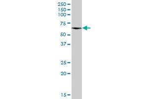 CPNE3 MaxPab polyclonal antibody.