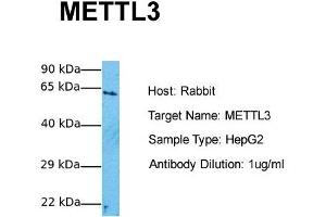 Host:  Rabbit  Target Name:  METTL3  Sample Tissue:  Human HepG2  Antibody Dilution:  1. (METTL3 anticorps  (Middle Region))