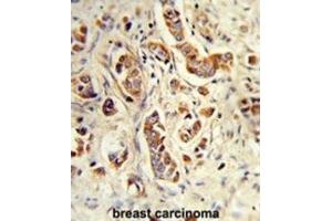 anti-Neutrophil Cytosolic Factor 1C Pseudogene (NCF1C) antibody