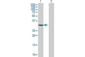 Western Blot analysis of XRCC2 expression in transfected 293T cell line by XRCC2 MaxPab polyclonal antibody.