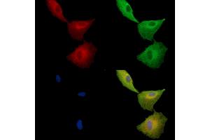 ABIN7096969 and ABIN7101036 staining  cells by IF/ICC. (TMEM93 anticorps)