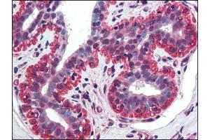 Image no. 1 for anti-Tumor Necrosis Factor (Ligand) Superfamily, Member 13 (TNFSF13) (AA 1-17), (N-Term) antibody (ABIN372453)