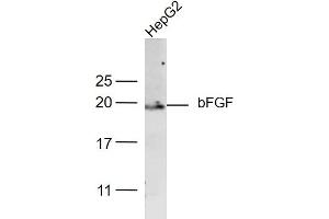 HepG2 lysates probed with bFGF Polyclonal Antibody, Unconjugated  at 1:500 dilution and 4˚C overnight incubation.