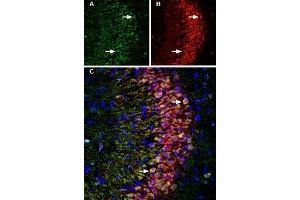 Multiplex staining of LINGO-1 and p75NTR in rat hippocampus - Immunohistochemical staining of immersion-fixed, free floating rat brain frozen sections using Anti-LINGO-1 (extracellular) Antibody (ABIN7043298, ABIN7044790 and ABIN7044791), (1:200) and Anti-p75 NGF Receptor (extracellular)-ATTO Fluor-550 Antibody (ABIN7043346), (1:80). (NGFR anticorps  (Extracellular, Stalk Region) (Atto 550))