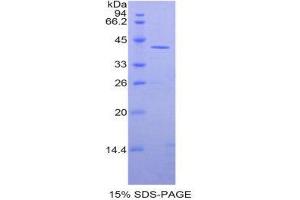 SDS-PAGE (SDS) image for Creatine Kinase, Muscle (CKM) (AA 11-367) protein (His tag) (ABIN2120915)