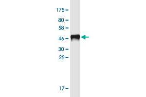 Western Blot detection against Immunogen (46. (RIPPLY3 anticorps  (AA 1-190))