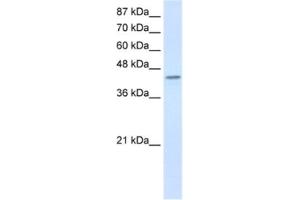 Western Blotting (WB) image for anti-Poly(rC) Binding Protein 4 (PCBP4) antibody (ABIN2462288) (PCBP4 anticorps)