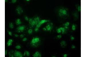 Anti-ACY3 mouse monoclonal antibody (ABIN2454131) immunofluorescent staining of COS7 cells transiently transfected by pCMV6-ENTRY ACY3 (RC202287). (Aminoacylase 3 anticorps)