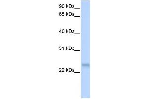 Western Blotting (WB) image for anti-serine/arginine-Rich Splicing Factor 3 (SRSF3) antibody (ABIN2458497) (SRSF3 anticorps)