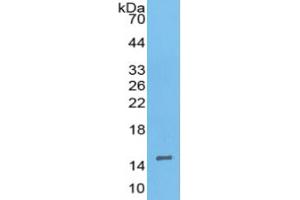 WB of Protein Standard: different control antibodies against Highly purified E.