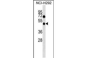 Western blot analysis in NCI-H292 cell line lysates (35ug/lane). (HCRTR1 anticorps  (AA 270-298))