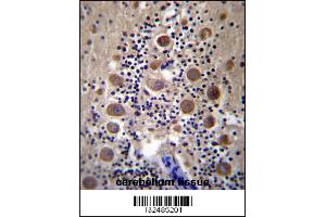 GPRASP2 Antibody immunohistochemistry analysis in formalin fixed and paraffin embedded human cerebellum tissue followed by peroxidase conjugation of the secondary antibody and DAB staining.
