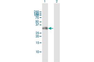 Western Blot analysis of GSC expression in transfected 293T cell line by GSC MaxPab polyclonal antibody. (GSC anticorps  (AA 1-257))