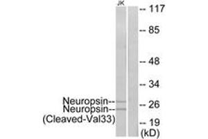 Western blot analysis of extracts from Jurkat cells, treated with etoposide 25uM 24h, using Neuropsin (Cleaved-Val33) Antibody. (OPN5 anticorps  (Cleaved-Val33))