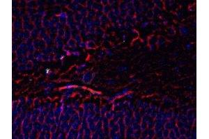 Immunostaining of mouse dentate gyrus showing beta III tubulin in red and nuclei in blue. (TUBB3 anticorps)